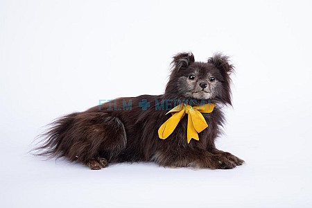 Victorian Taxidermy Dog